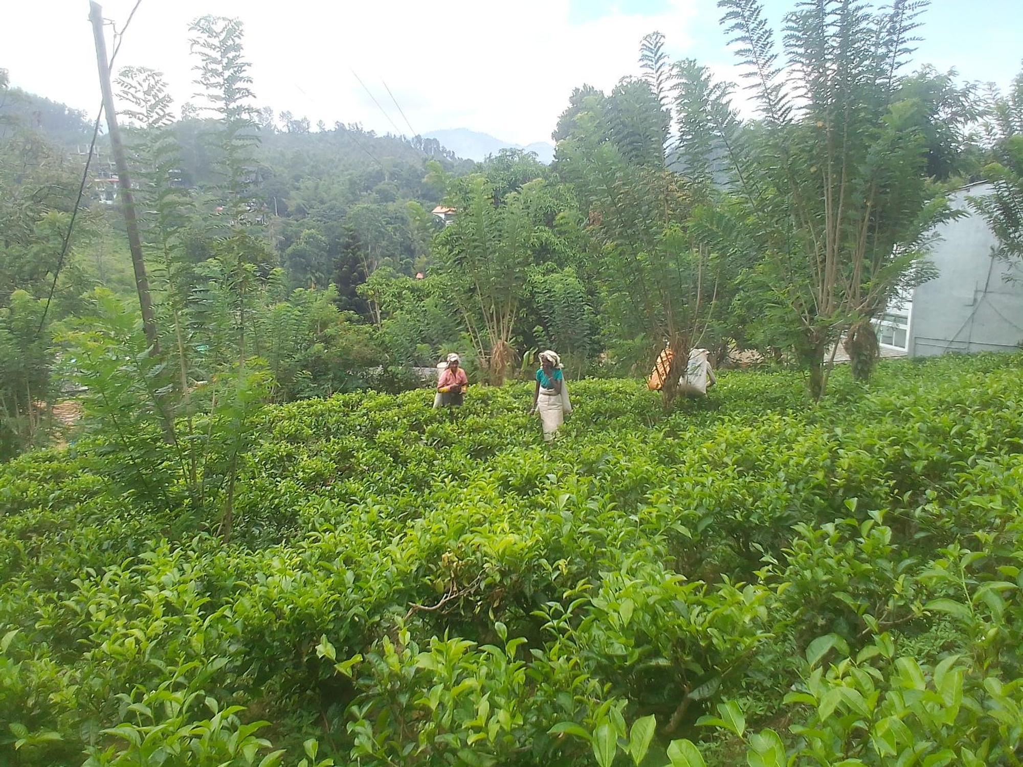 Talblick Homestay Ella Rum bild