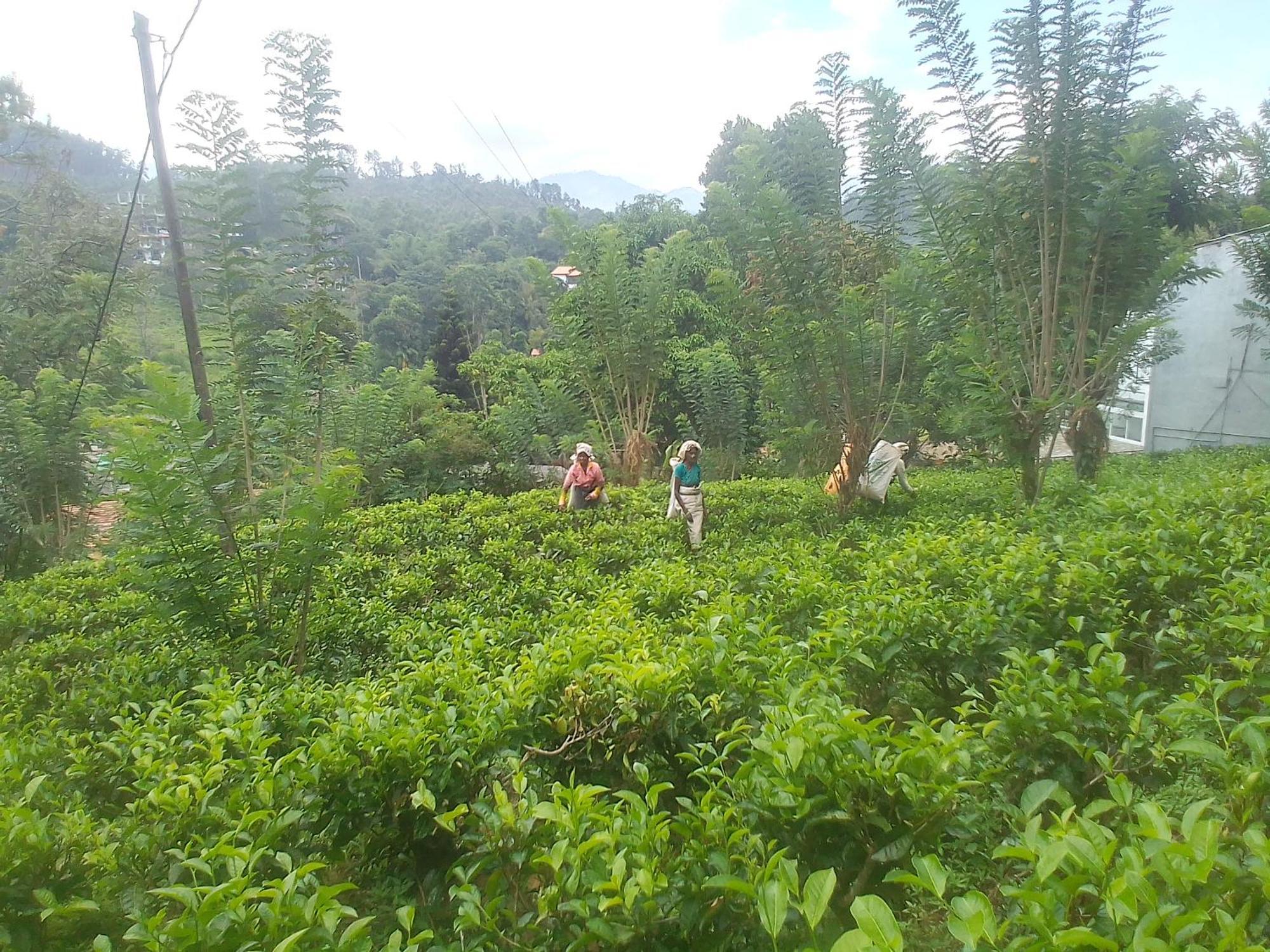 Talblick Homestay Ella Rum bild